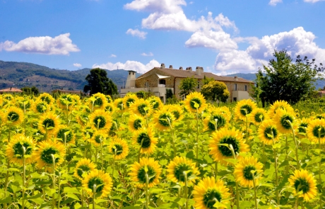 The home and the property