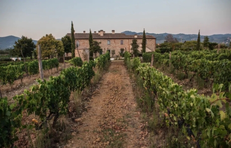 Vineyard and house